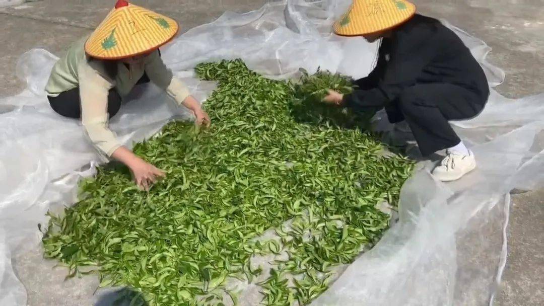 爱游戏app网页版官方入口：江屯镇举办单丛茶、龙须菜栽培技艺培训班(图2)