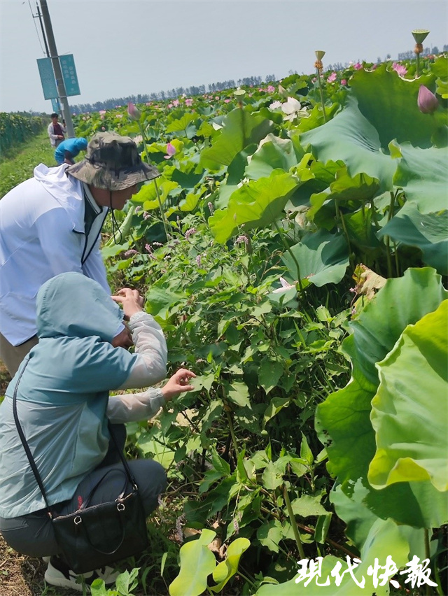 裁汰用工、安谧种植效益扬大生态栽培本领让种植户迎来丰收(图2)