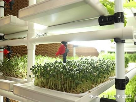 无土栽培助力每个有种植需求的家庭告终蔬菜自给自足！(图3)