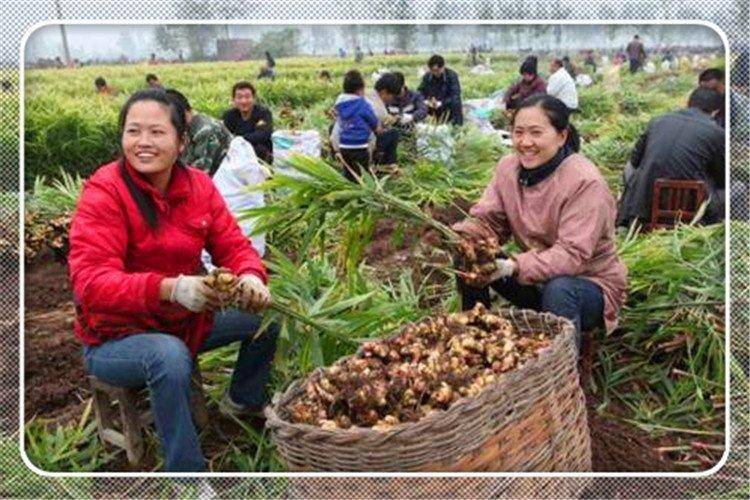 2022年拔取正在村落搞种植种什么本钱低、利润高、稳赚不赔？(图1)