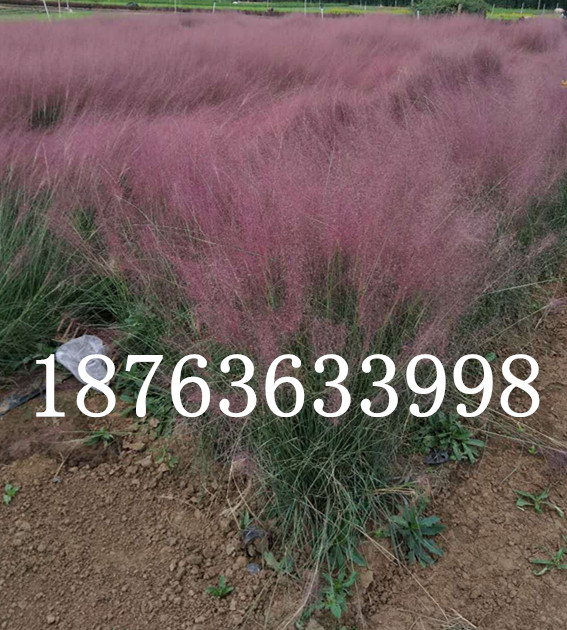 苗木栽培解决手艺(图1)