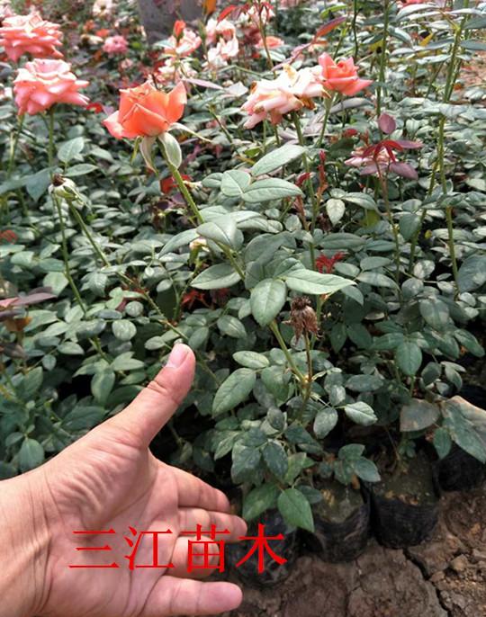 苗木栽培解决手艺(图2)