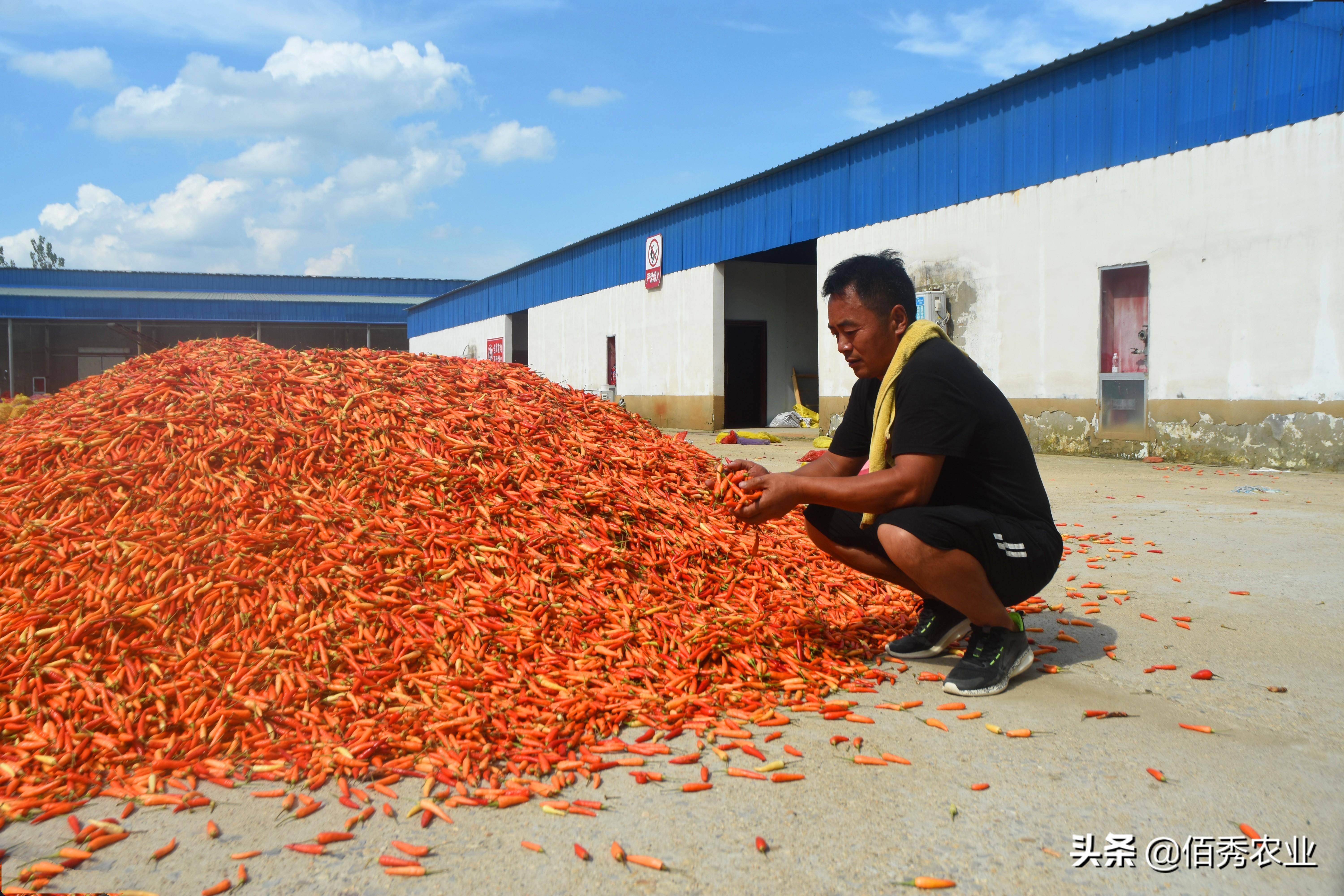 爱游戏app官方网站手机版：春节邻近农夫动手闭怀节后种植9个“种植宝典”助你解惑(图3)
