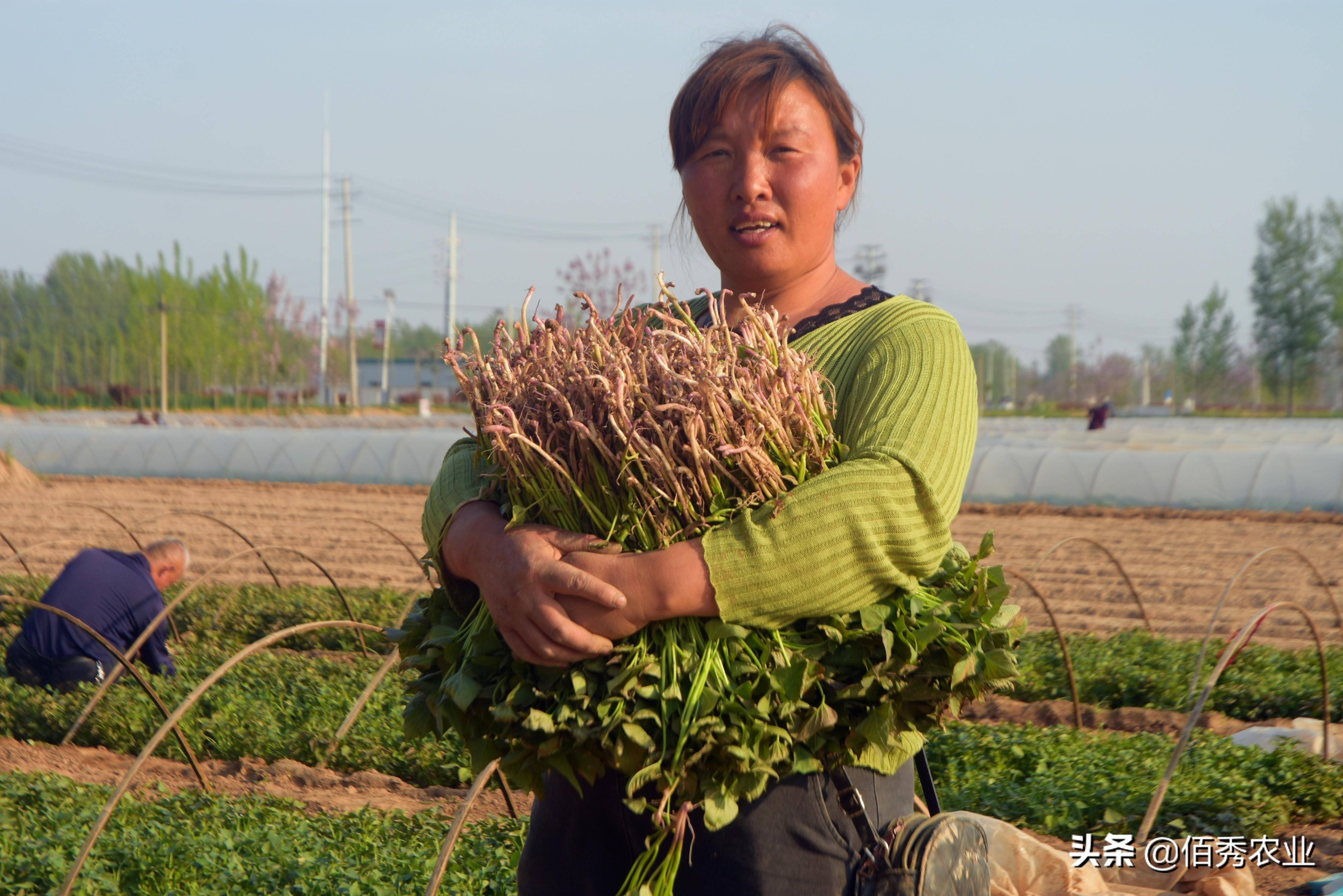 爱游戏app官方网站手机版：春节邻近农夫动手闭怀节后种植9个“种植宝典”助你解惑(图4)