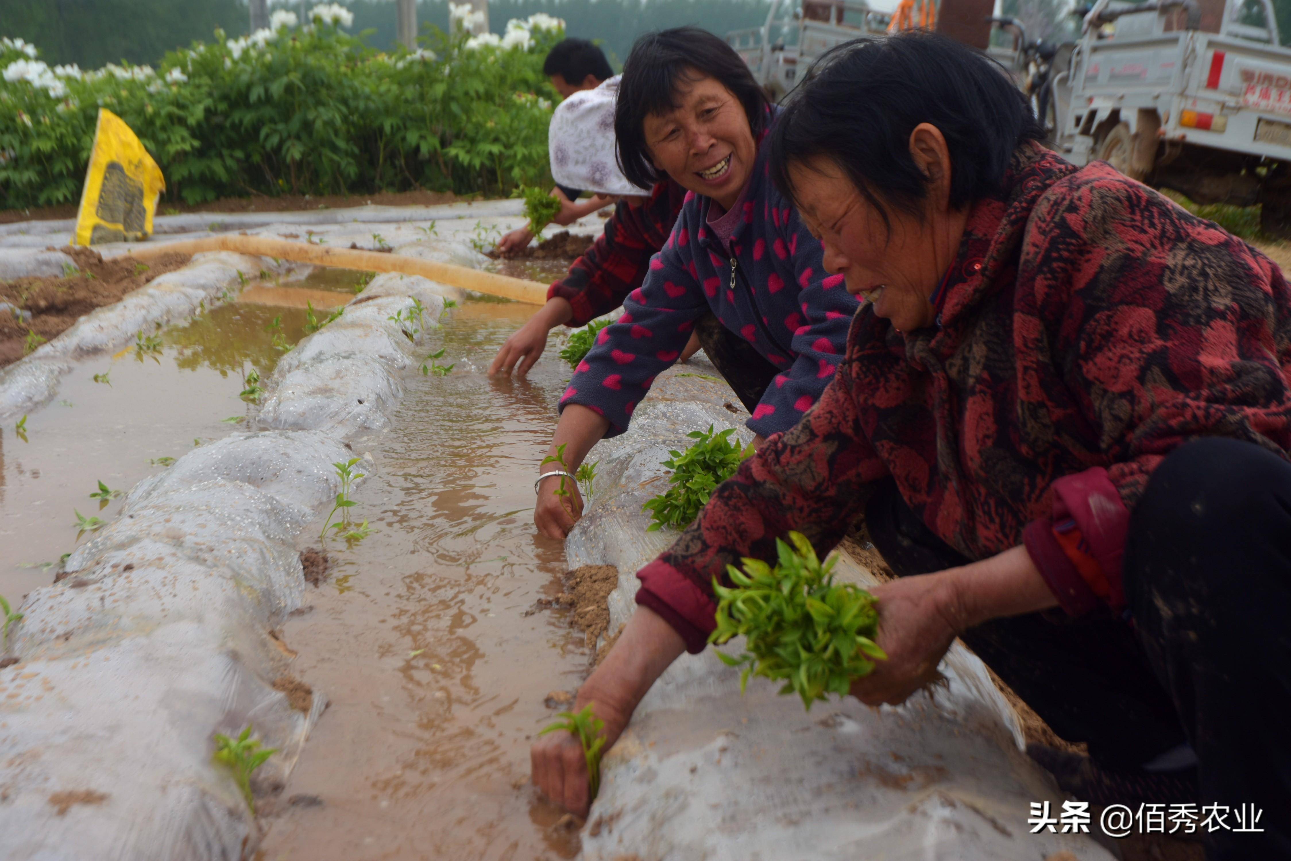 爱游戏app官方网站手机版：春节邻近农夫动手闭怀节后种植9个“种植宝典”助你解惑(图6)