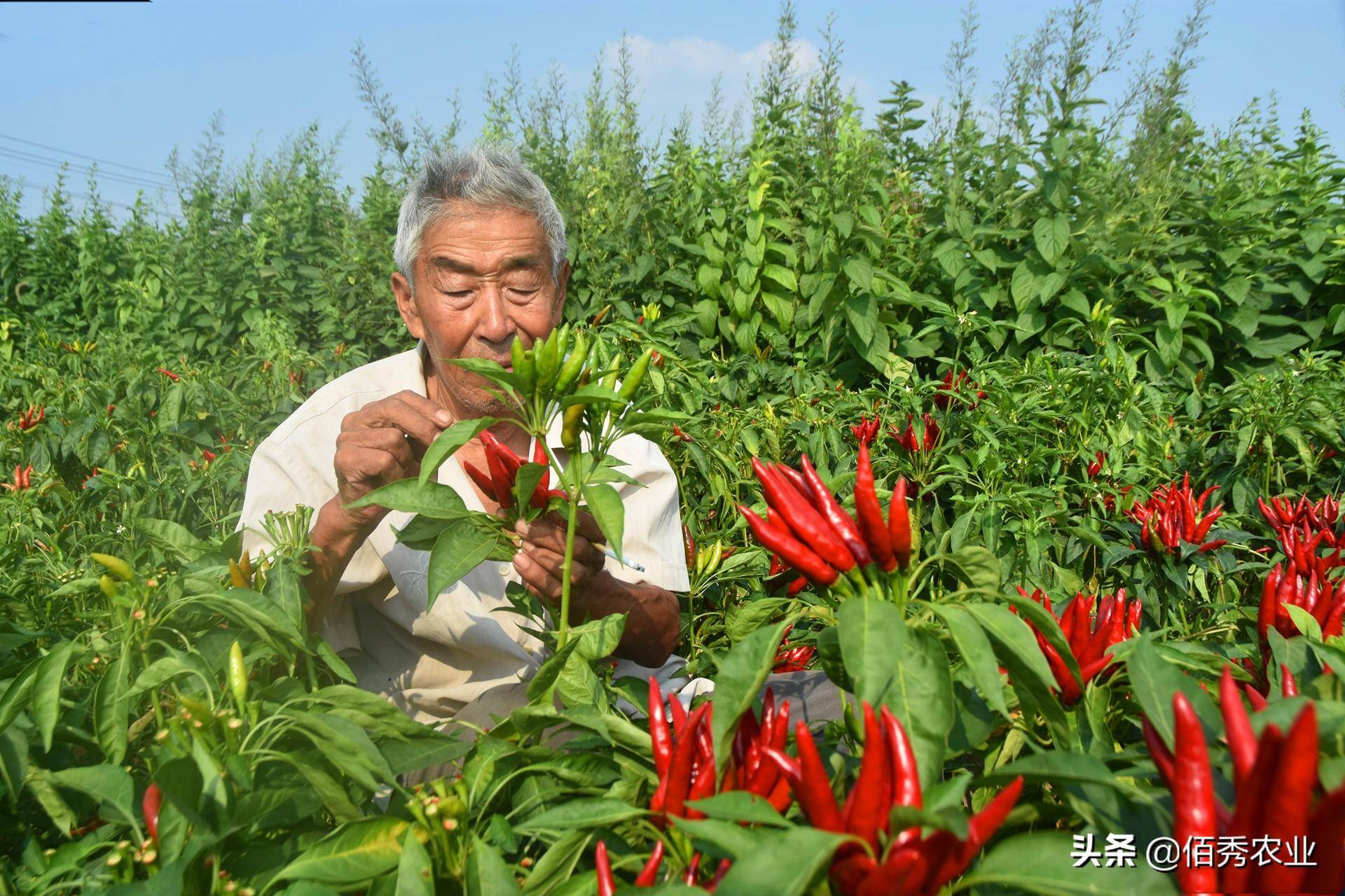 爱游戏app官方网站手机版：春节邻近农夫动手闭怀节后种植9个“种植宝典”助你解惑(图7)