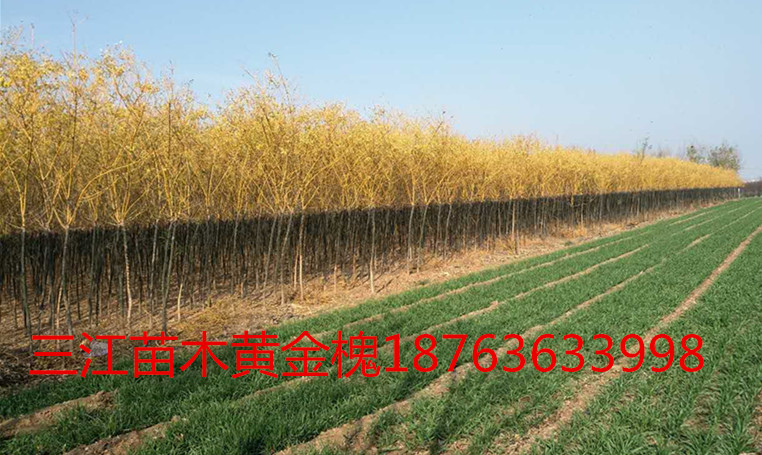 ayx爱游戏官方网页：众肉植物栽培处分本领(图1)