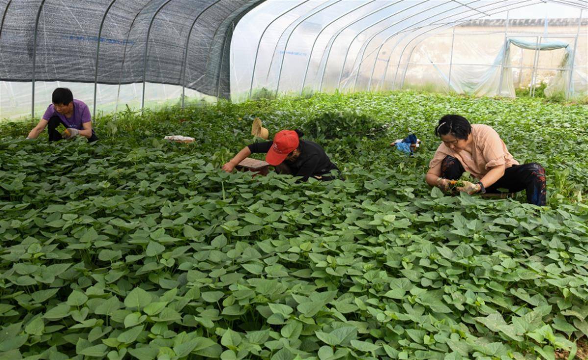 四时种植不竭茬蔬菜大棚变身“致富棚”(图1)