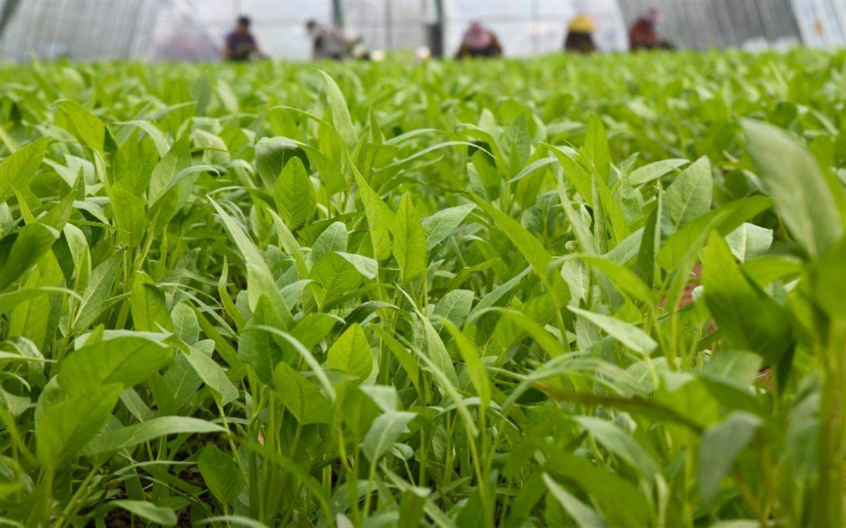四时种植不竭茬蔬菜大棚变身“致富棚”(图3)