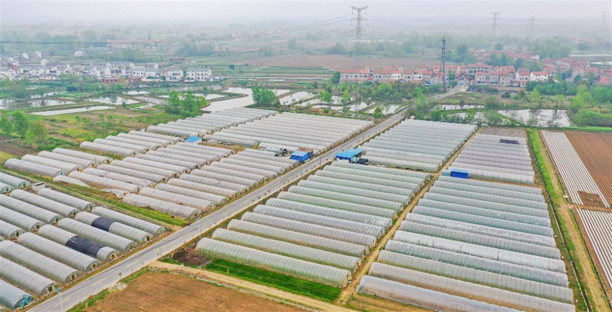 四时种植不竭茬蔬菜大棚变身“致富棚”(图4)