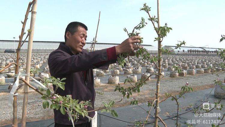 陕西大荔韦林镇：“转移栽培技能”赋能今世农业 科技革新助力大家增收致富(图1)