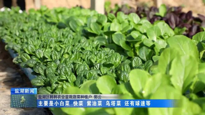 盆栽蔬菜引颈种植新宗旨(图1)