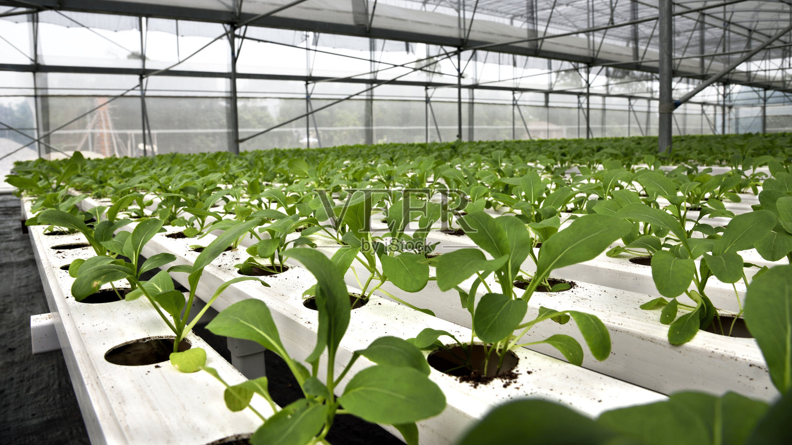 邦际栽扶植物分类“威望”初度聚首北京