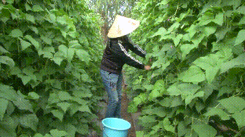 露天种菜亩赚2万念不到栽培形式竟这么简略！(图1)
