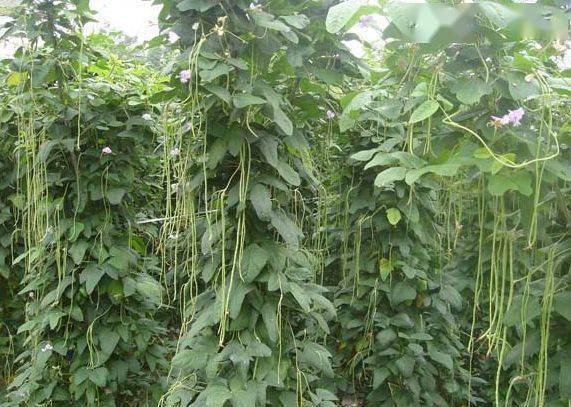 露天种菜亩赚2万念不到栽培形式竟这么简略！(图2)