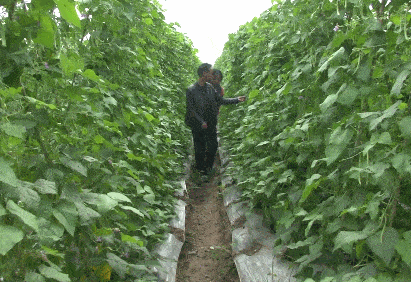 露天种菜亩赚2万念不到栽培形式竟这么简略！(图3)