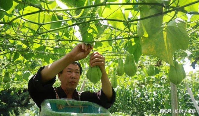 爱游戏app官方网站手机版：种植致富 亩产超10000斤 一年四时都有钱赚 种一次能收30年!(图2)