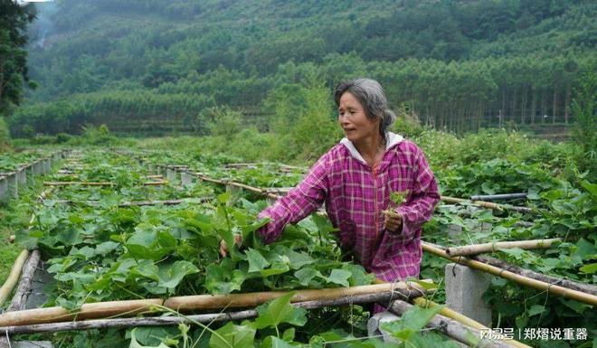 爱游戏app官方网站手机版：种植致富 亩产超10000斤 一年四时都有钱赚 种一次能收30年!(图3)