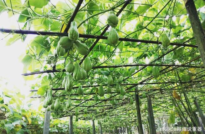 爱游戏app官方网站手机版：种植致富 亩产超10000斤 一年四时都有钱赚 种一次能收30年!(图4)