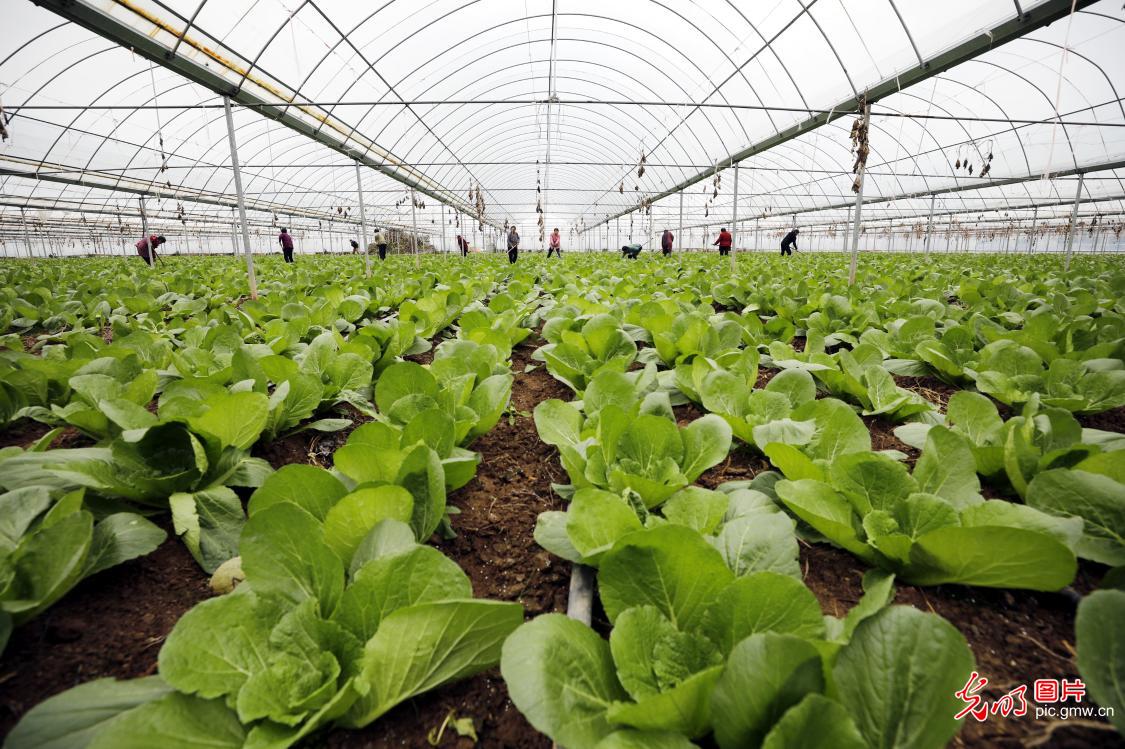 农业强邦扶植要下足“四个岁月”