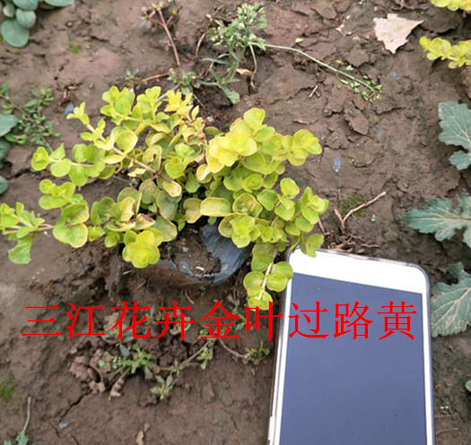 水生植物栽培收拾时间(图1)