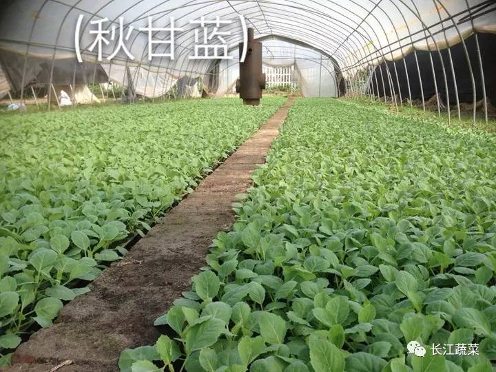 5种举措大棚20众种栽培形式亩收益轻松过万！(图2)