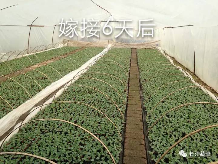 5种举措大棚20众种栽培形式亩收益轻松过万！(图3)