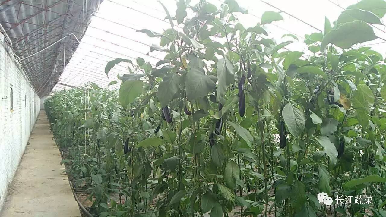 5种举措大棚20众种栽培形式亩收益轻松过万！(图4)