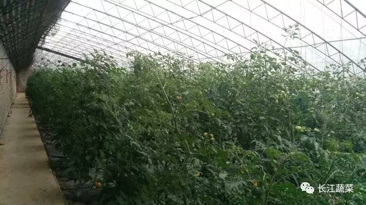 5种举措大棚20众种栽培形式亩收益轻松过万！(图5)