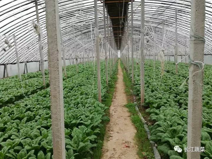 5种举措大棚20众种栽培形式亩收益轻松过万！(图6)
