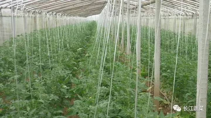 5种举措大棚20众种栽培形式亩收益轻松过万！(图7)