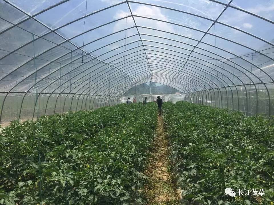 5种举措大棚20众种栽培形式亩收益轻松过万！(图11)