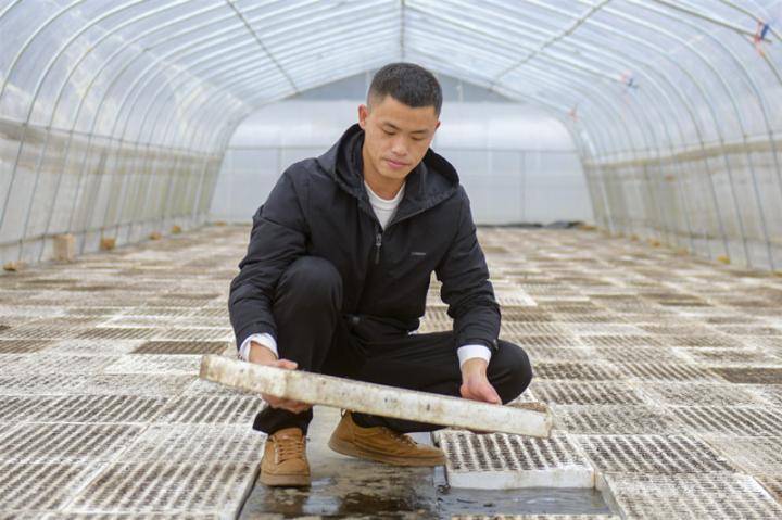 湖北来凤：“黄金叶”绘出致富“斥候梦”(图1)