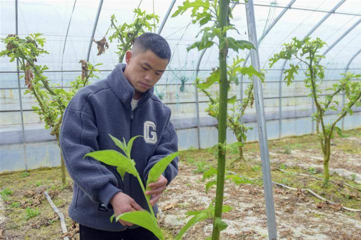 湖北来凤：“黄金叶”绘出致富“斥候梦”(图3)