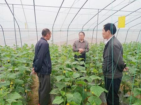 爱游戏app网页版官方入口：“天”上来“课”管理地上困难省级高级农艺师正在线教你“种菜”(图1)