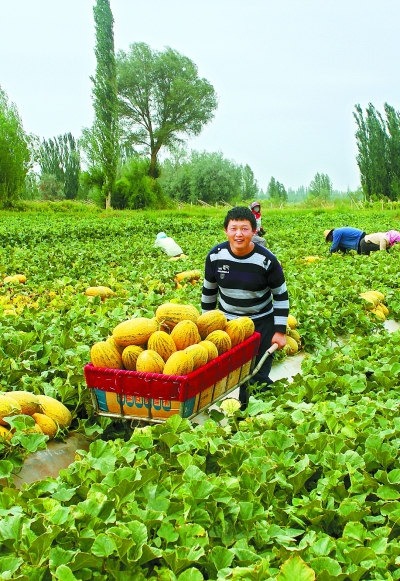 ayx爱游戏官方网页：特征食用菌成农村“致富伞”
