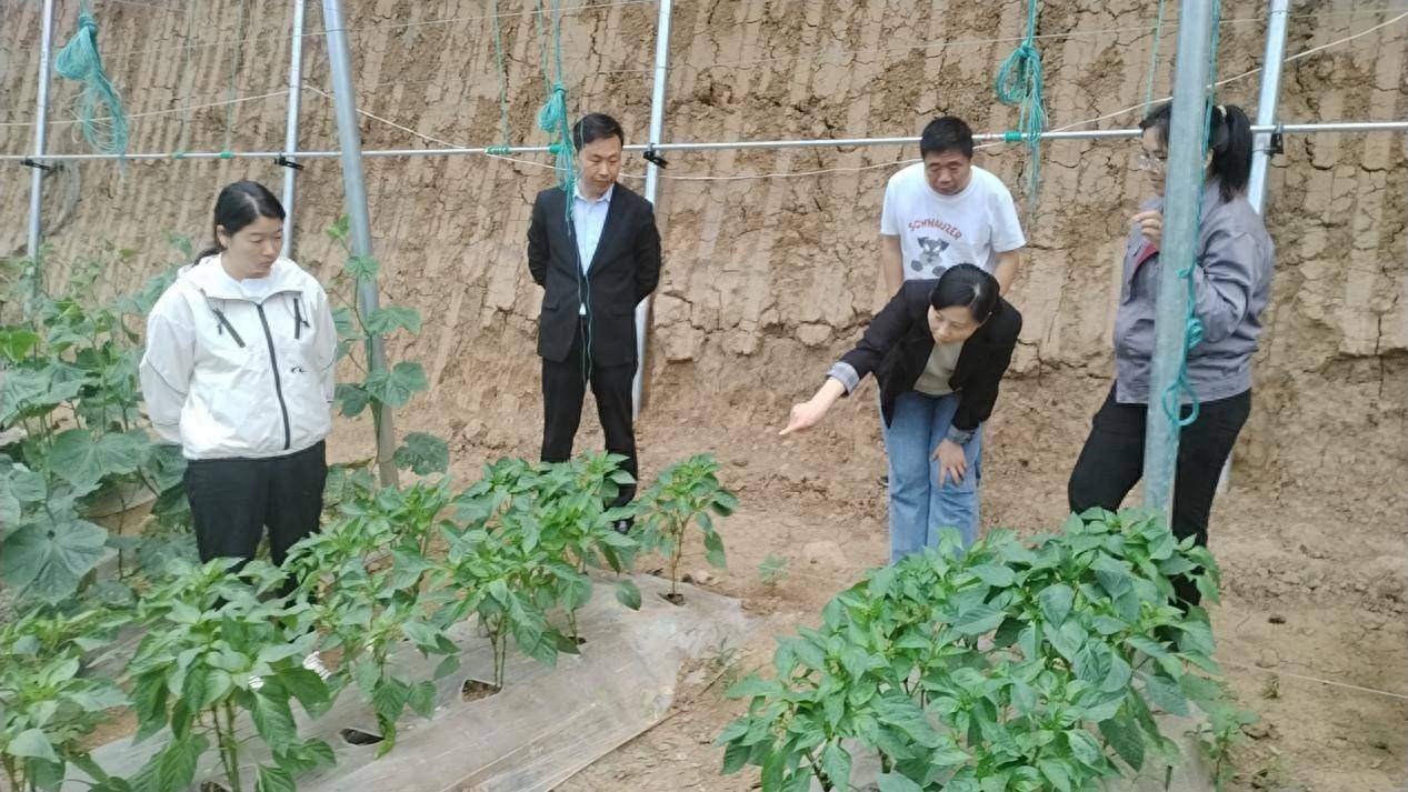 爱游戏app官方网站手机版：镇平县王岗乡：特质种植种出好日子(图1)