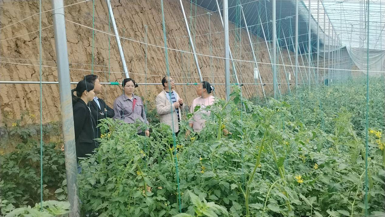 爱游戏app官方网站手机版：镇平县王岗乡：特质种植种出好日子(图2)
