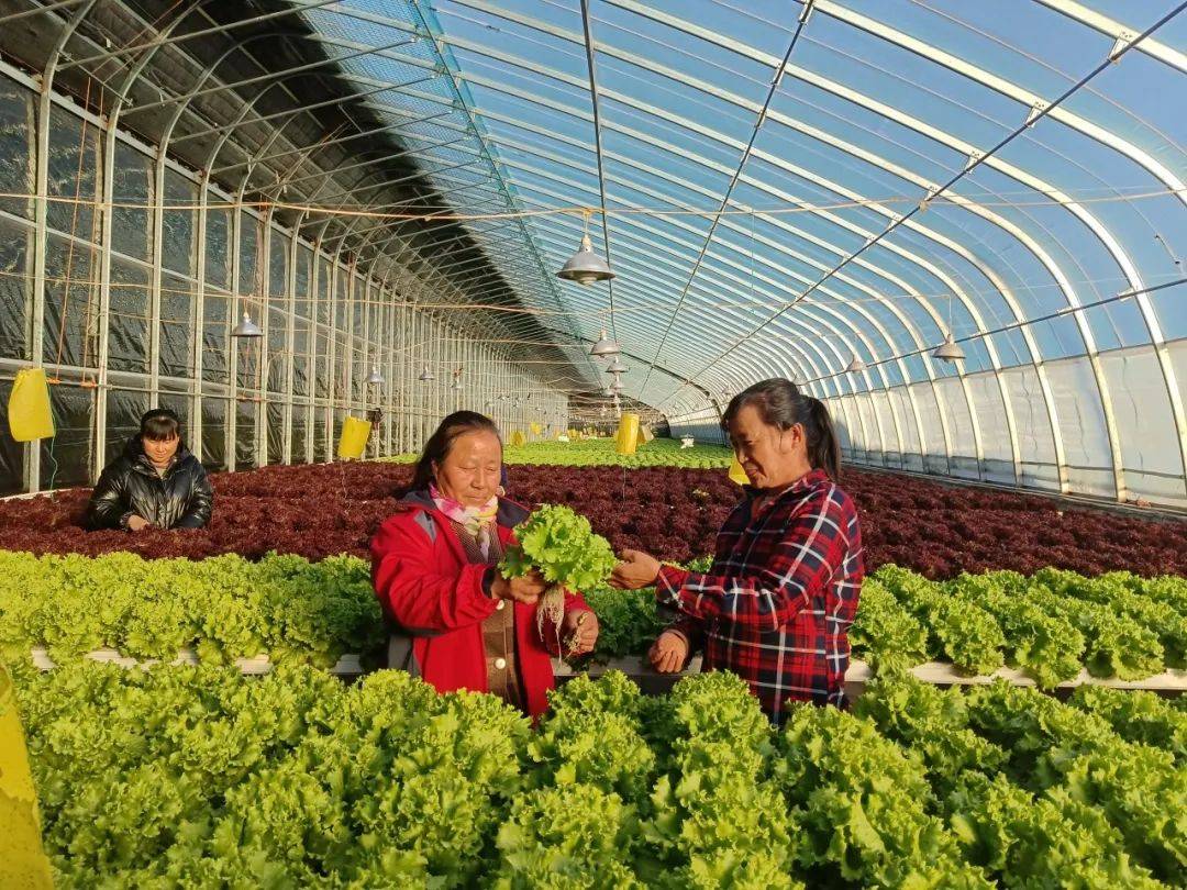 爱游戏app官方网站手机版：记者走下层丨从会种菜到“慧”种菜(图1)