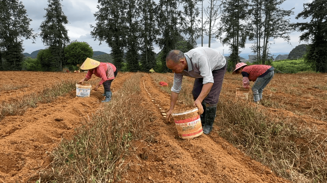 爱游戏app官方网站手机版：江永桃川：淮山种植正当时(图2)