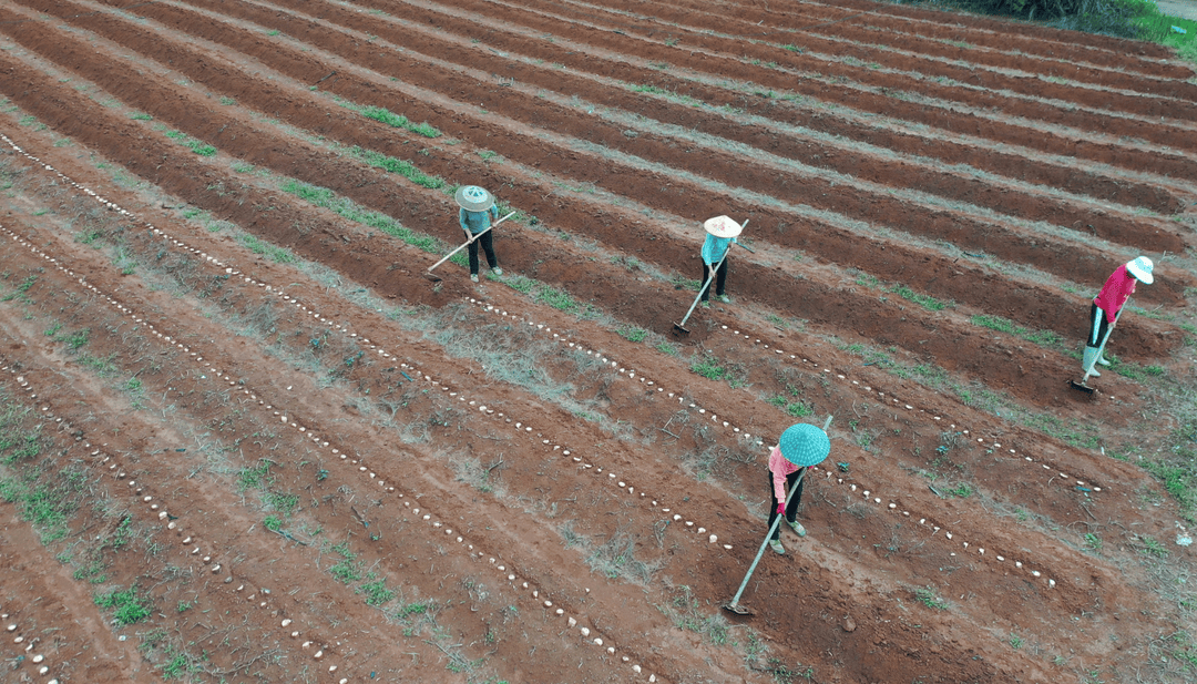 爱游戏app官方网站手机版：江永桃川：淮山种植正当时(图1)