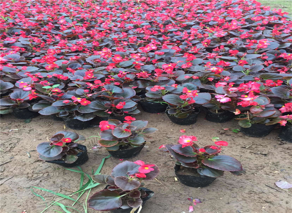 种植手法碗莲(图2)