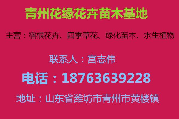 种植手法碗莲(图1)