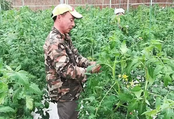 “无土”栽培 “有心”种植 青州市庙子镇山区农业新测试(图4)