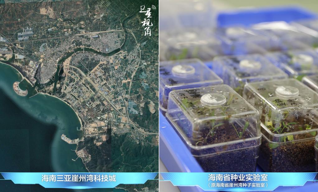 爱游戏app官方网站手机版：卫星视角｜随从萍踪看我邦农业新图景(图6)