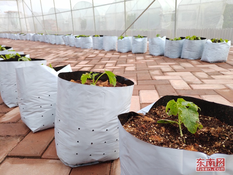 爱游戏app官方网站手机版：植物栽培工夫