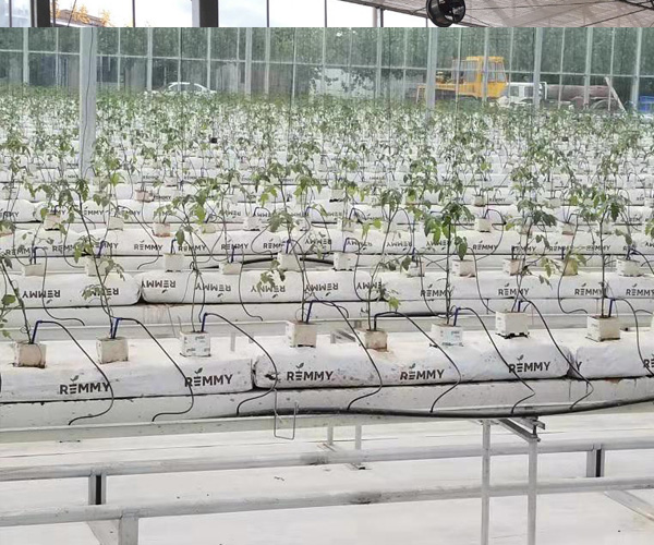 扶植高质地苗木势正在必行