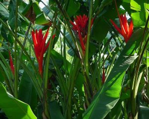 科学种植知识众专家讲座进社区