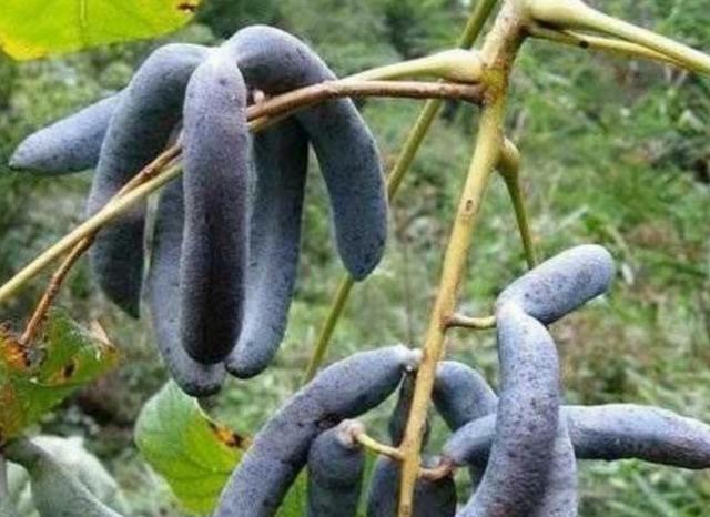 爱游戏app官方网站手机版：正在乡下种植业是相比较较稳妥的拔取这两个项目利润很丰盛(图2)
