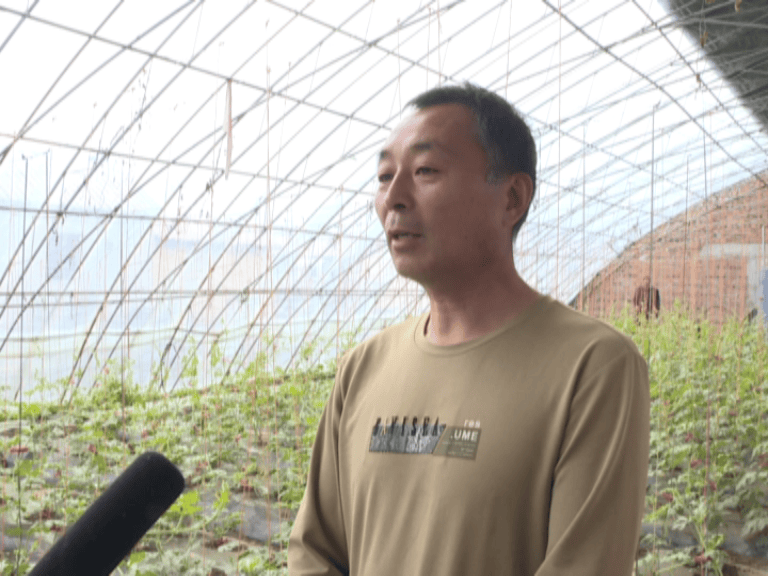 ayx爱游戏官方网页：大棚西瓜管护忙 特性种植促强盛(图2)